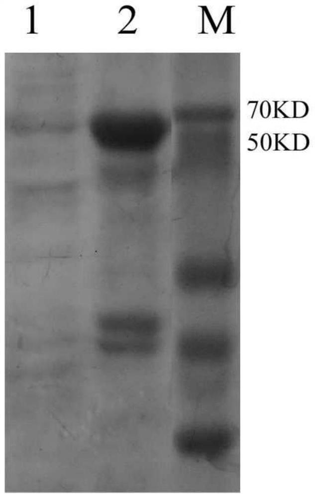 A kind of indirect ELISA detection kit and application for detecting novel goose Astrovirus antibody