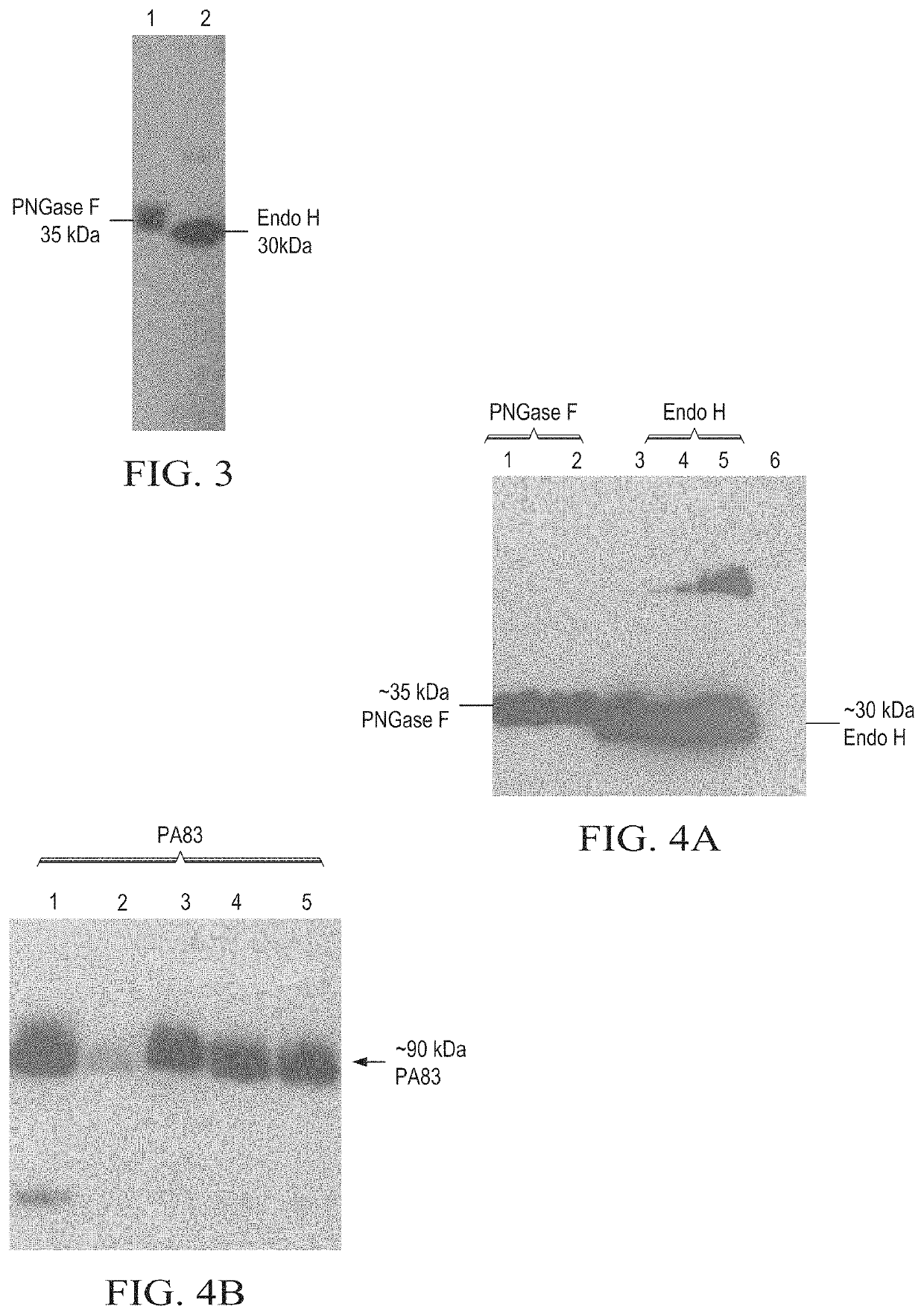 Production of in vivo N-deglycosylated recombinant proteins by co-expression with endo H