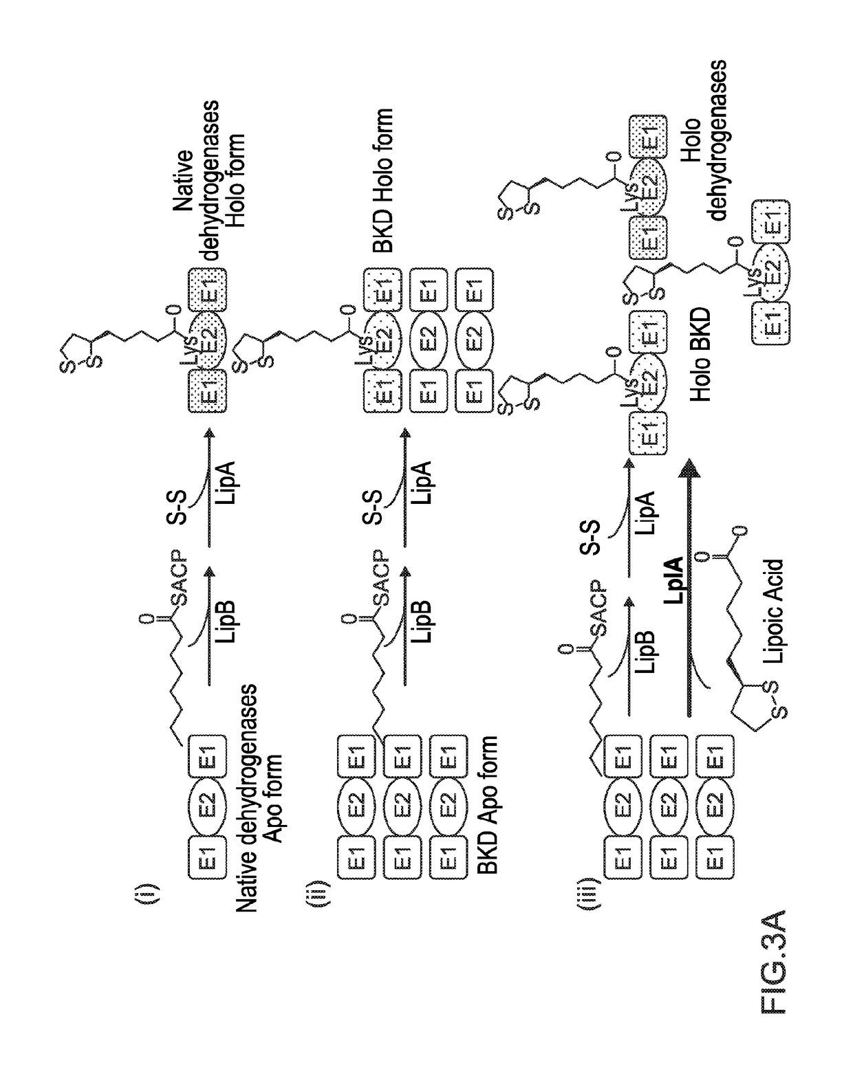 Host cells and methods for producing fatty acid-derivatives with high branched-chain percentage