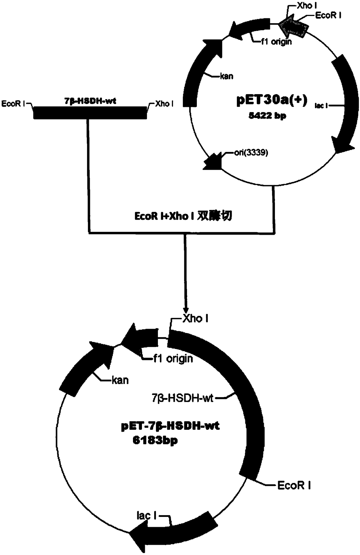 7 Beta-hydroxysteroid dehydrogenase mutant, coding sequence, recombinant expression vector, genetically engineered bacterium and application thereof