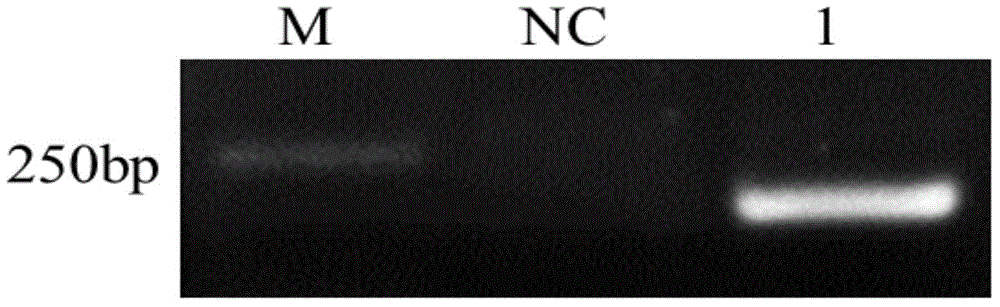 Antimicrobial peptide leap-2 gene, vector, recombinant strain and protein of oblique-banded grouper and its application