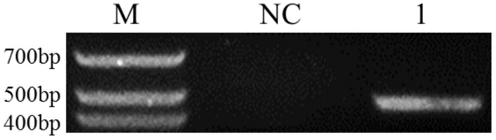 Antimicrobial peptide leap-2 gene, vector, recombinant strain and protein of oblique-banded grouper and its application