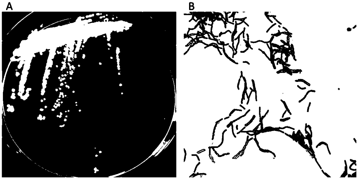 A strain of Bacillus arborii producing neutral amylase