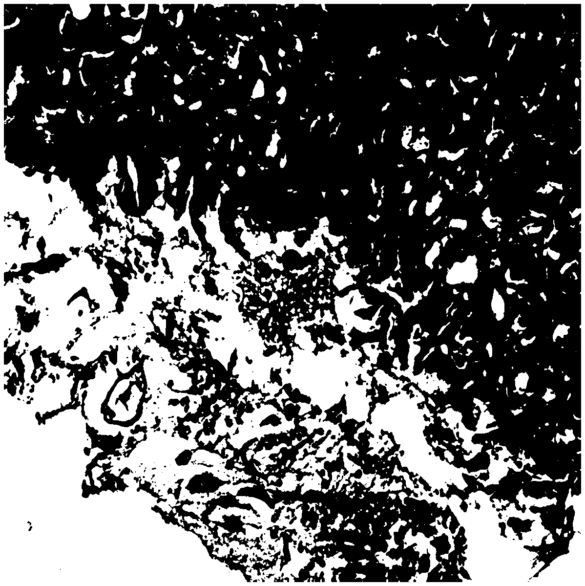 Preparation method of animal model with chronic atrophic gastritis