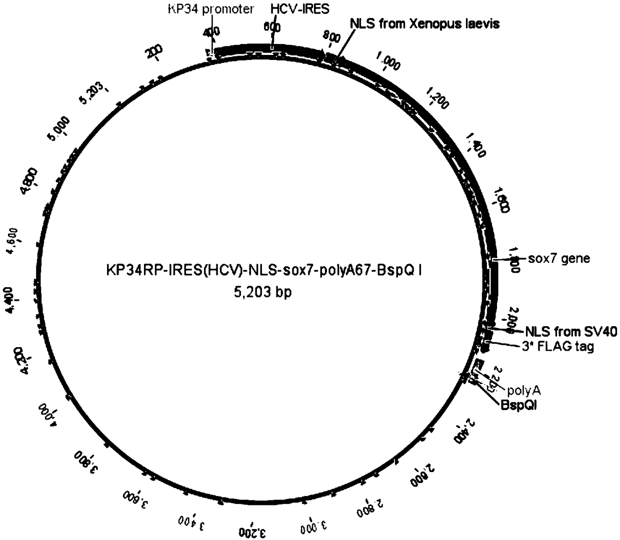 Production application of mono-subunit RNA polymerase KP34RP in long-chain mRNA synthesis