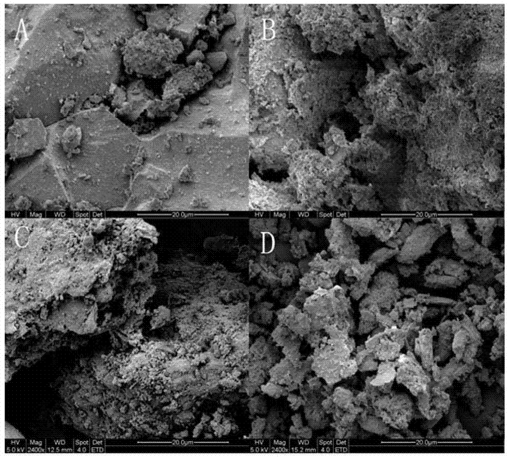 Eosino-thiobacillus and application thereof to copper pyrites leaching