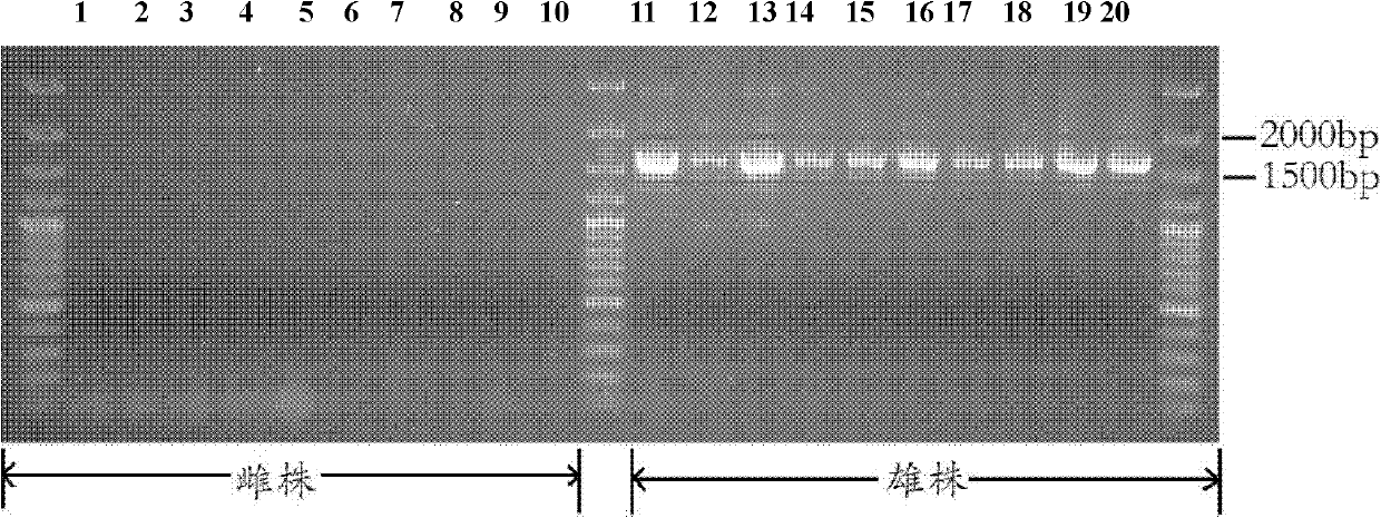 DNA (deoxyribonucleic acid) fragment, primers and method for identifying gender of salak