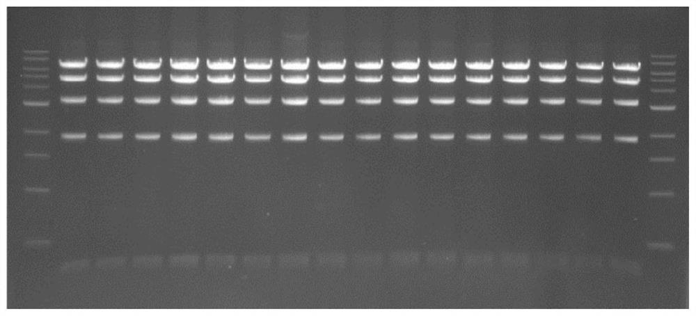 Construction method and application of recombinant chimeric Newcastle disease virus for expressing chicken infectious bursal disease virus variant VP2 gene