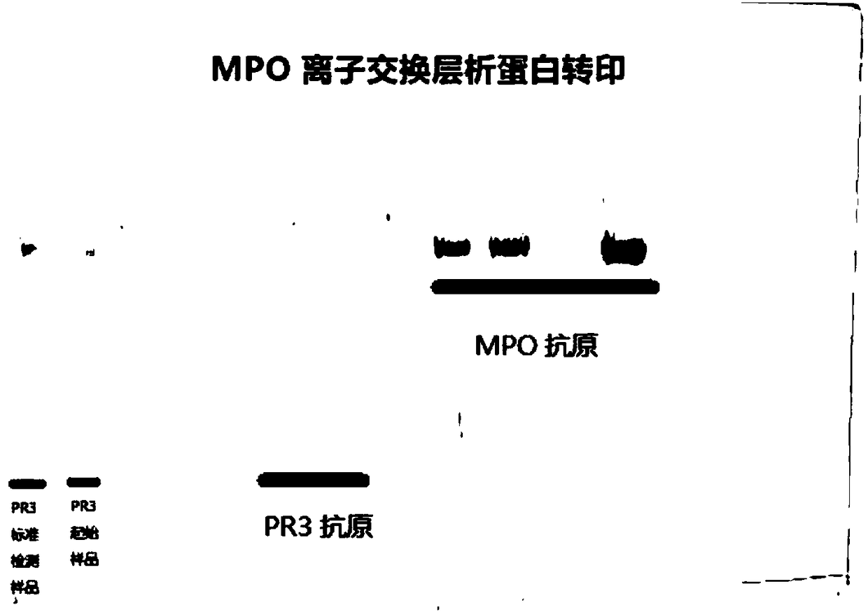 Method for preparing natural myeloperoxidase from neutrophil azurophilic granules of human blood