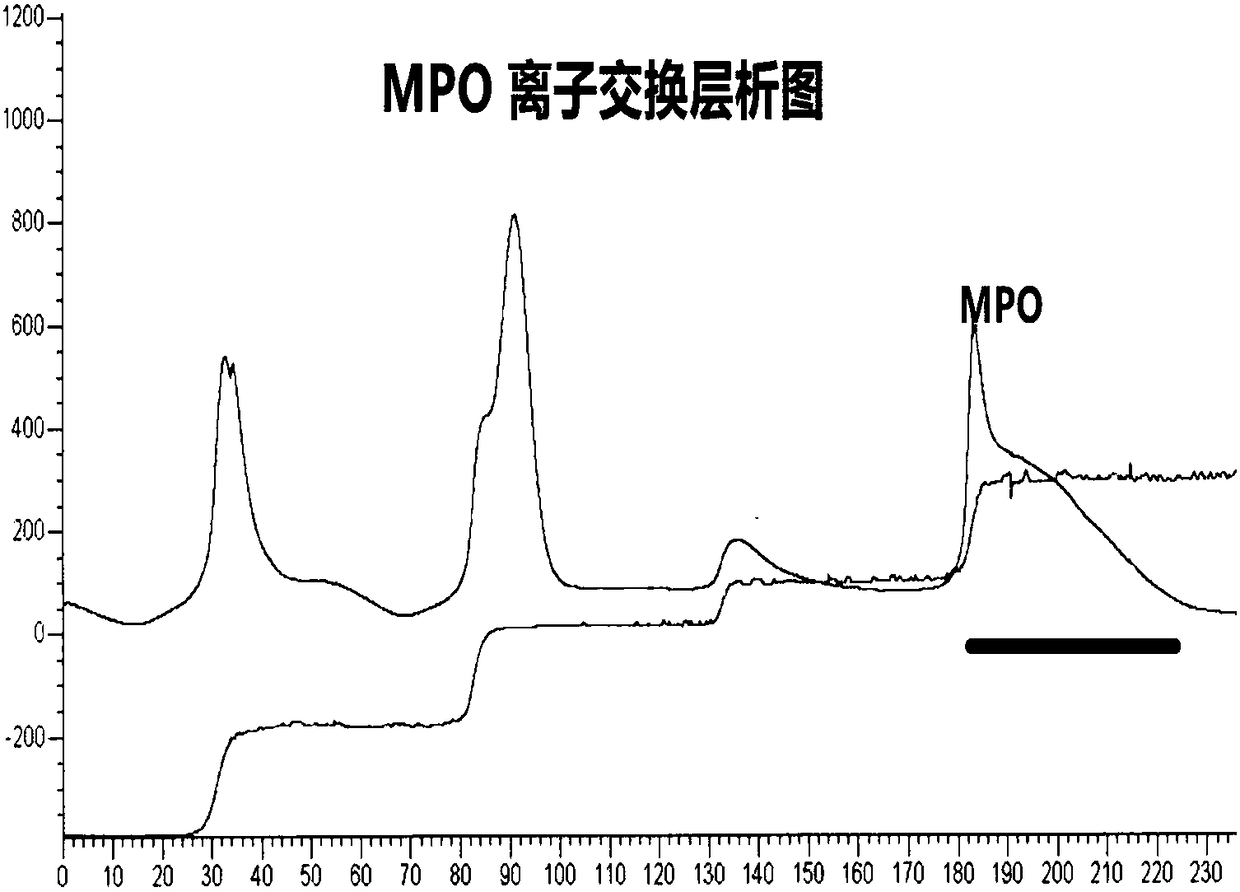 Method for preparing natural myeloperoxidase from neutrophil azurophilic granules of human blood