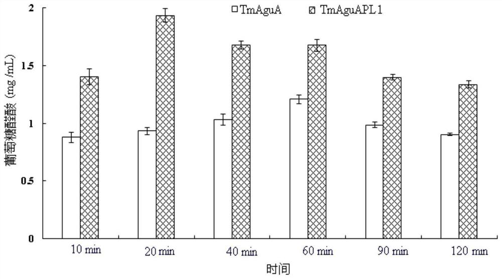 Application of heat-resistant alpha-glucuronidase polypeptide fusion body in preparation of glucuronic acid