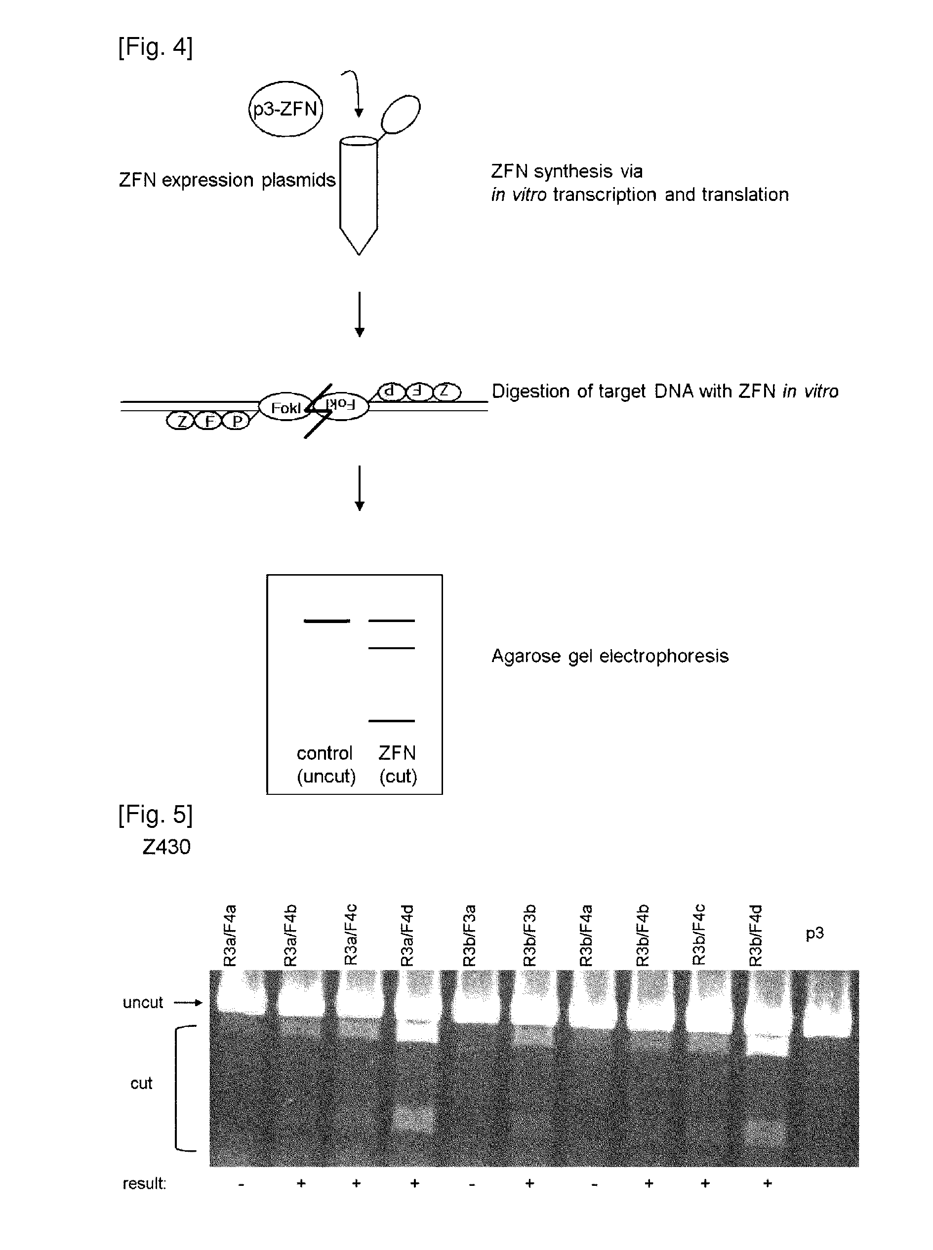Novel Zinc Finger Nuclease and Uses Thereof