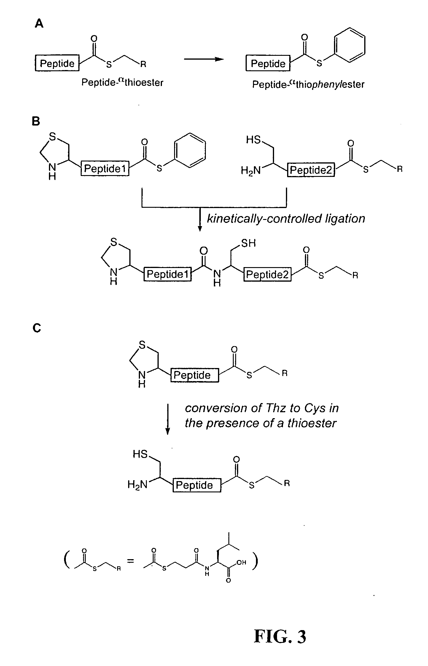 Convergent synthesis of proteins by kinetically controlled ligation