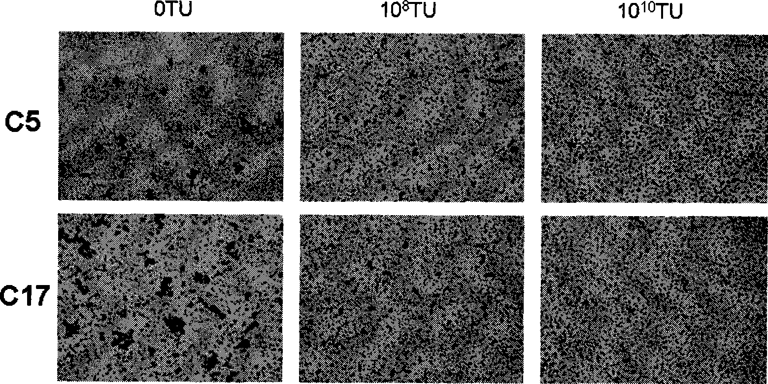 Blood group A antigen epitope mimic peptide and its screening method