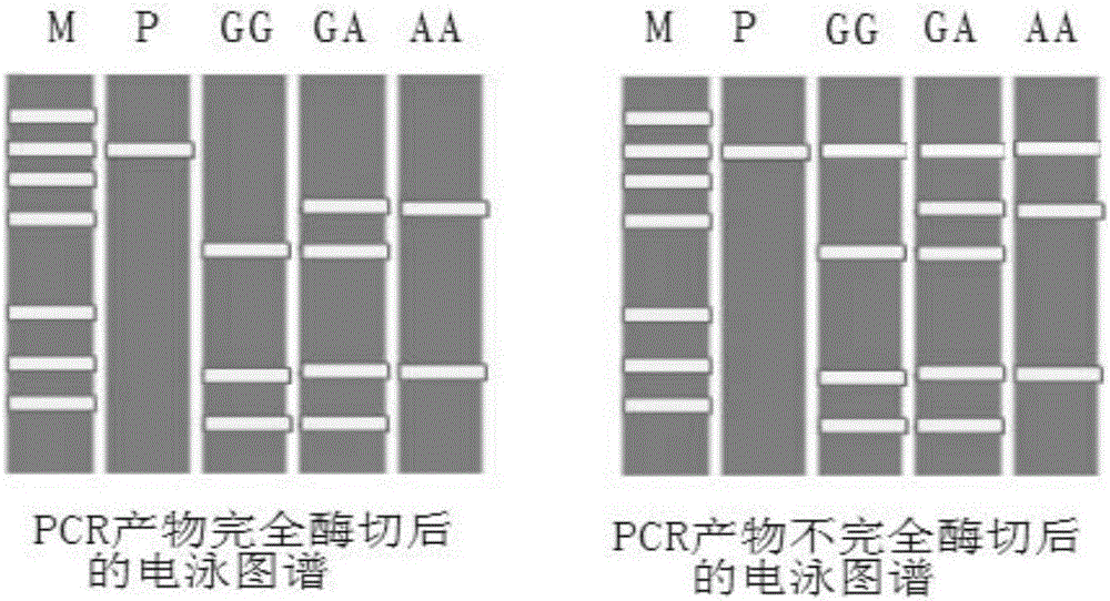 Method and kit for detecting CYP2C19*2 polymorphic site genotype