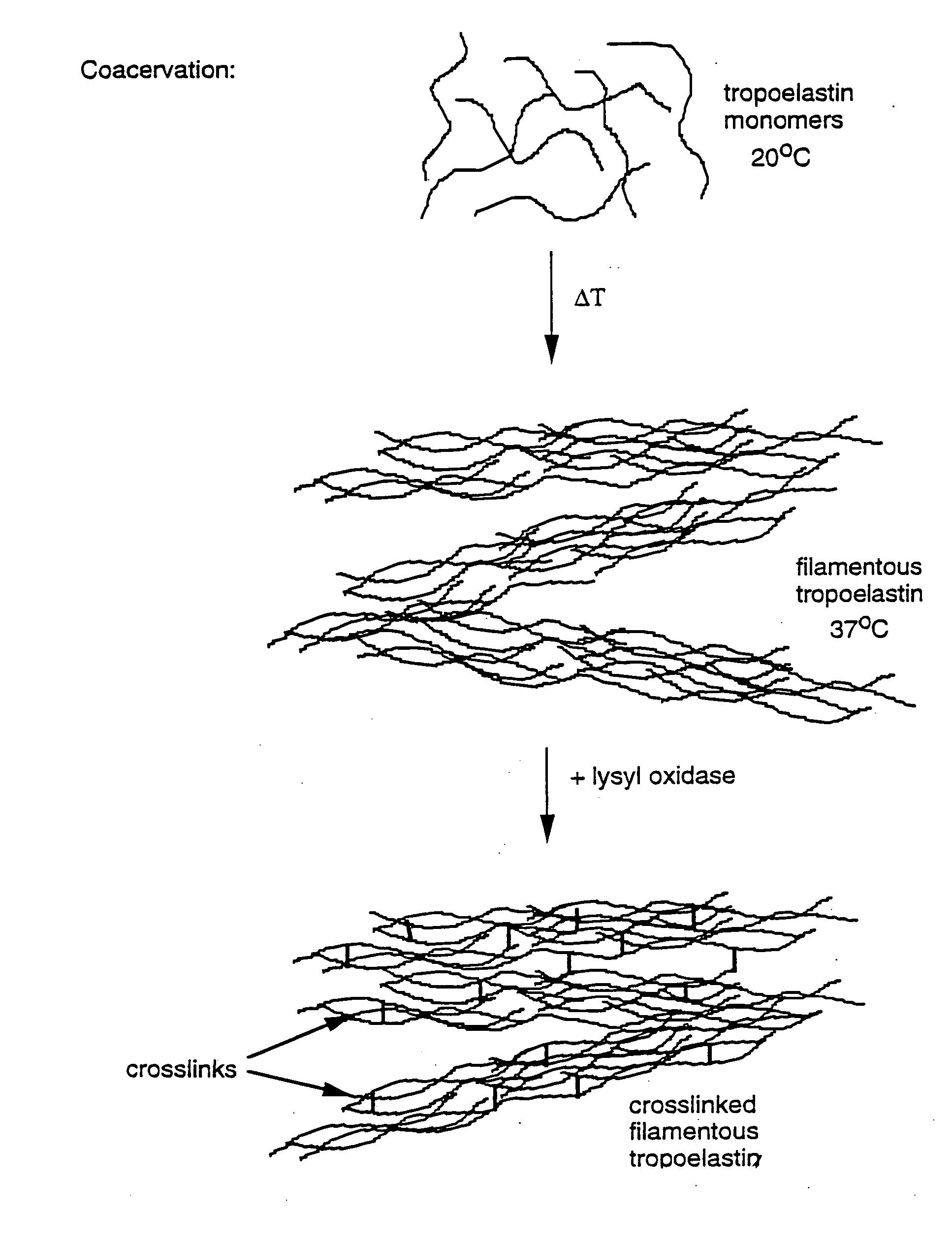 Method for using tropoelastin and for producing tropoelastin biomaterials