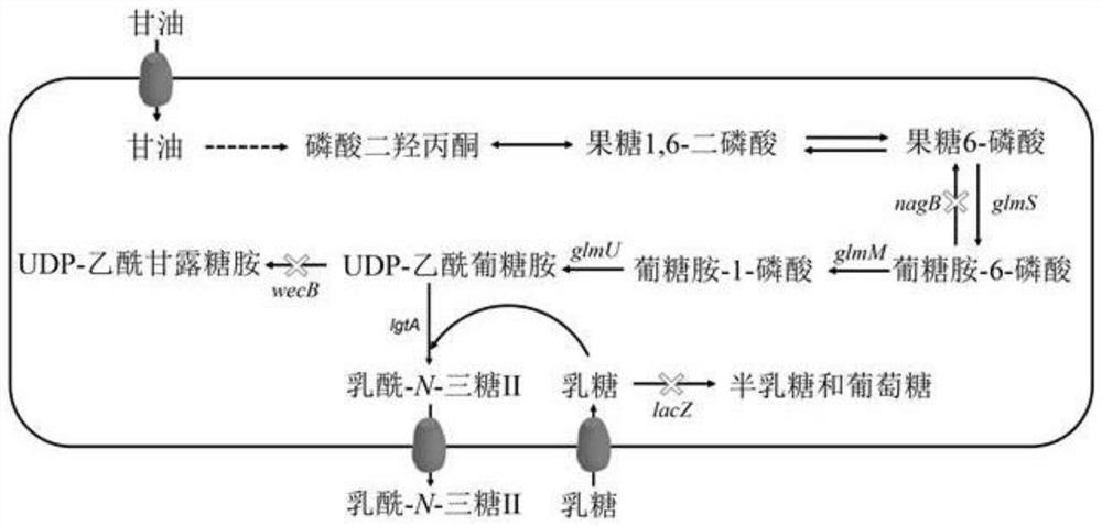 A kind of genetically engineered bacteria and production method for improving lactoyl-n-trisaccharide II yield