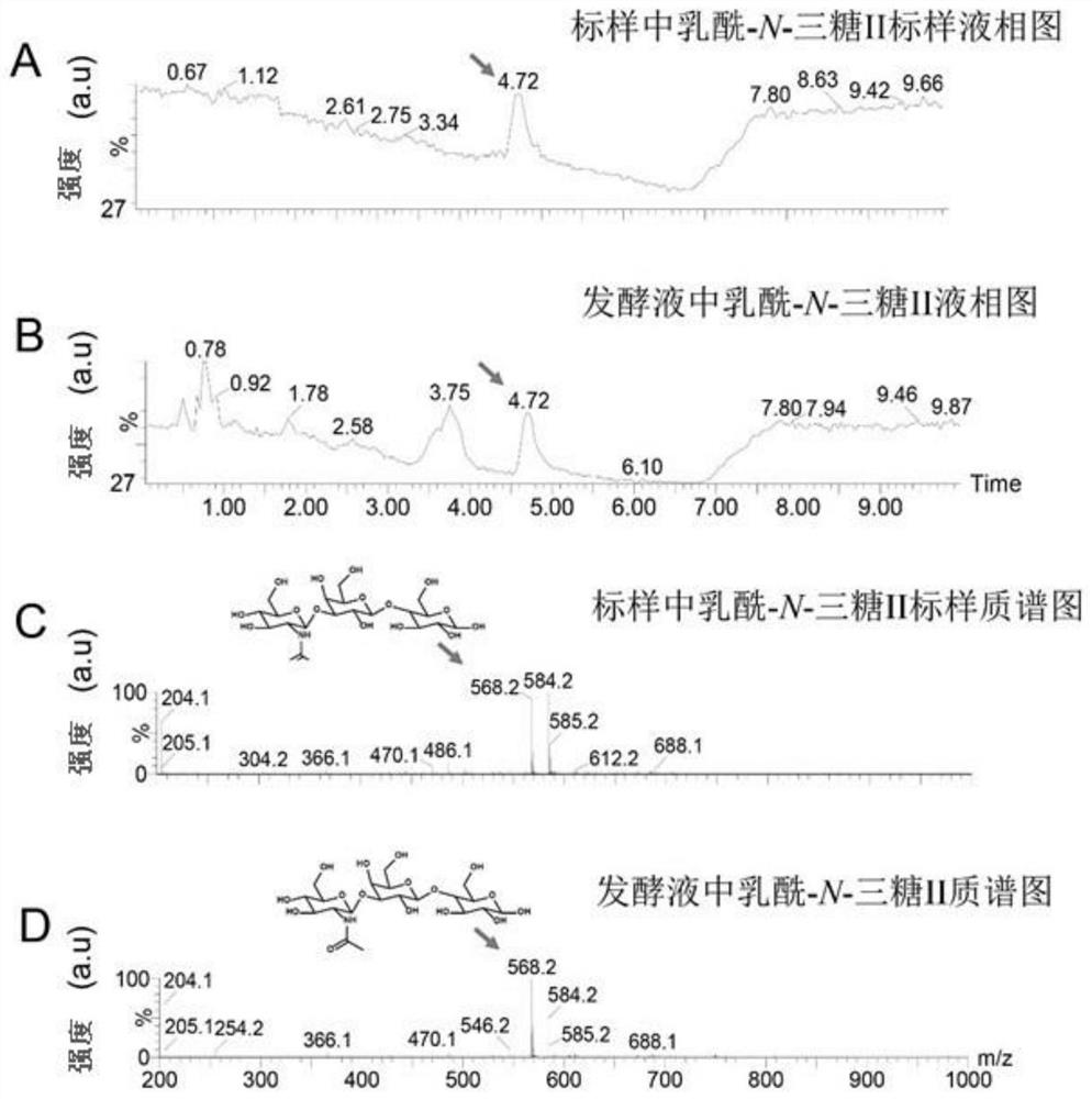 A kind of genetically engineered bacteria and production method for improving lactoyl-n-trisaccharide II yield