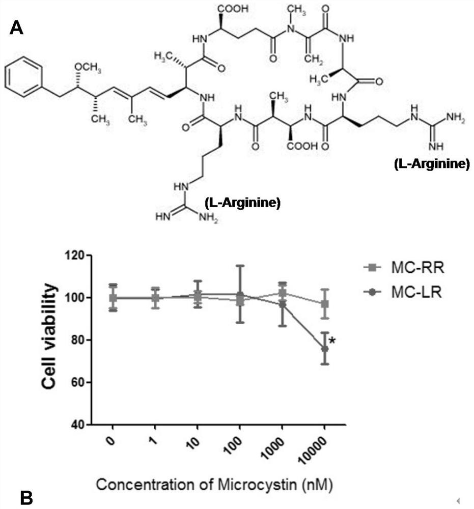 Use of microcystin-RR in preparing drugs for preventing or treating renal fibrosis diseases