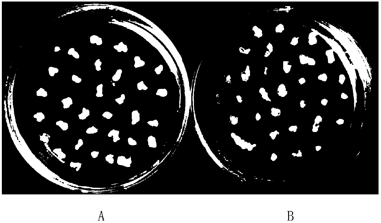 Dry-germ dissociation method applied to wheat mature embryo culture