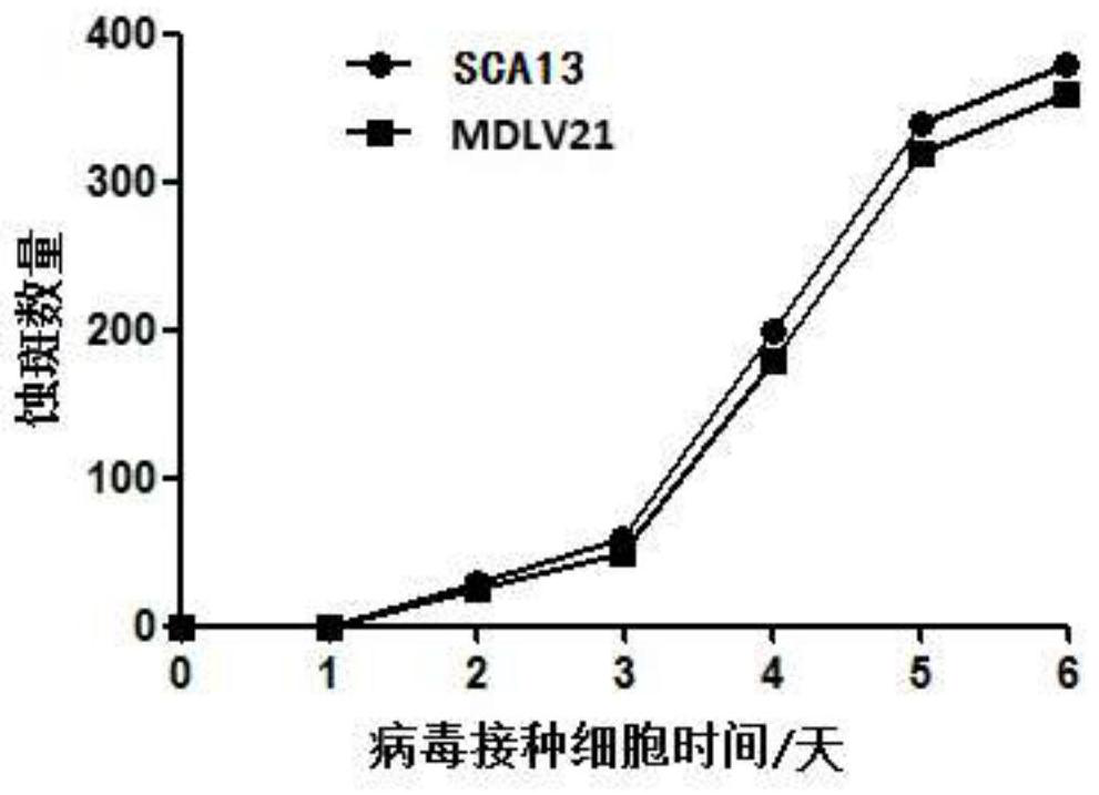 Construction and application of recombinant Marek's disease virus MDLV21 strain