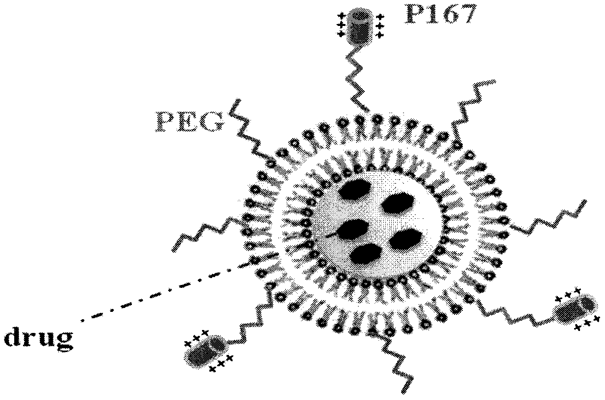 Brain targeted medicine lipidosome preparation as well as preparation method and application thereof