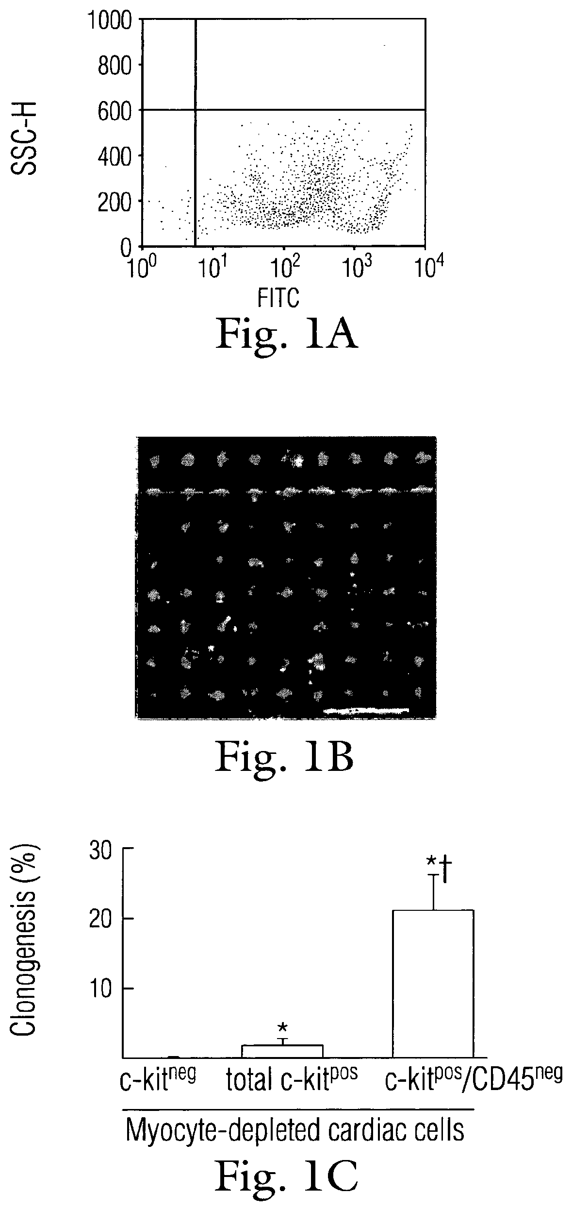 Modulation of cardiac stem-progenitor cell differentiation, assays and uses thereof