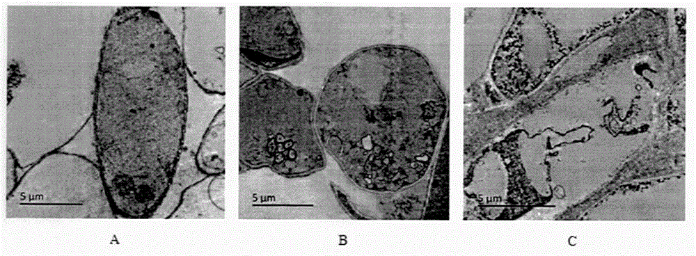 Method for uniformly drying agaricus bisporus slices through variable-frequency ultrasound-assisted impregnation pretreatment and vacuum microwaves