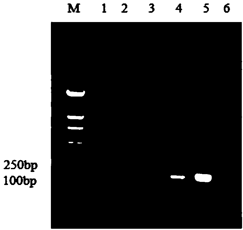 A multiple fluorescence immunoassay method and reagents for rapidly distinguishing ilTV, ibv, mg and ms