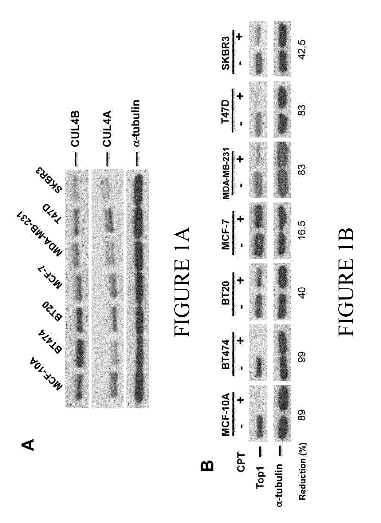 CUL4B as predictive biomarker for cancer treatment