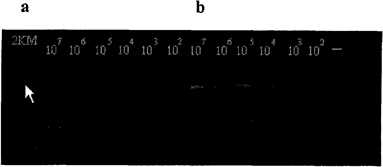 Kit for detecting hepatitis B virus (HBV) cccDNA (Covalently Closed Circular DNA) of paraffin embedded hepatic tissue