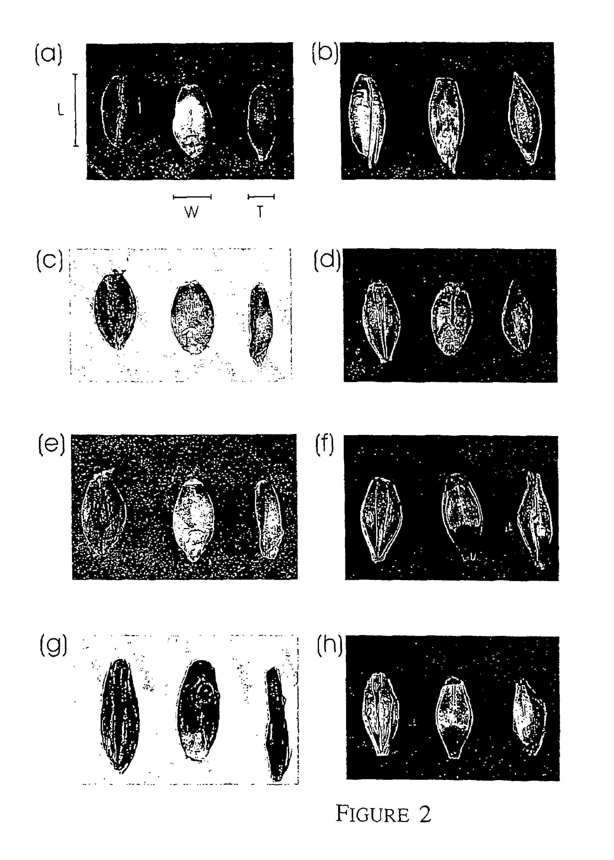 Barley with reduced SSII activity and starch containing products with a reduced amylopectin content