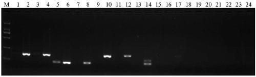A functional marker for detecting a broad-spectrum rice blast resistance gene PigmR and an application thereof