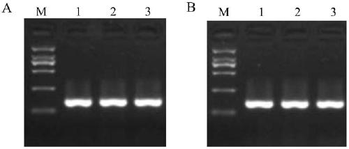 A functional marker for detecting a broad-spectrum rice blast resistance gene PigmR and an application thereof