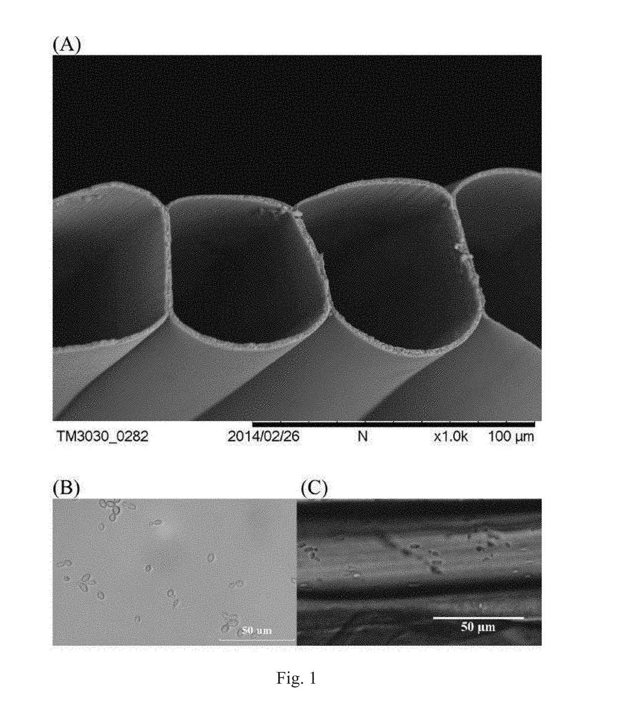 Poly-l-lactic acid (PLLA) microtube array membrane-immobilized yeast cells for bioethanol fermentation