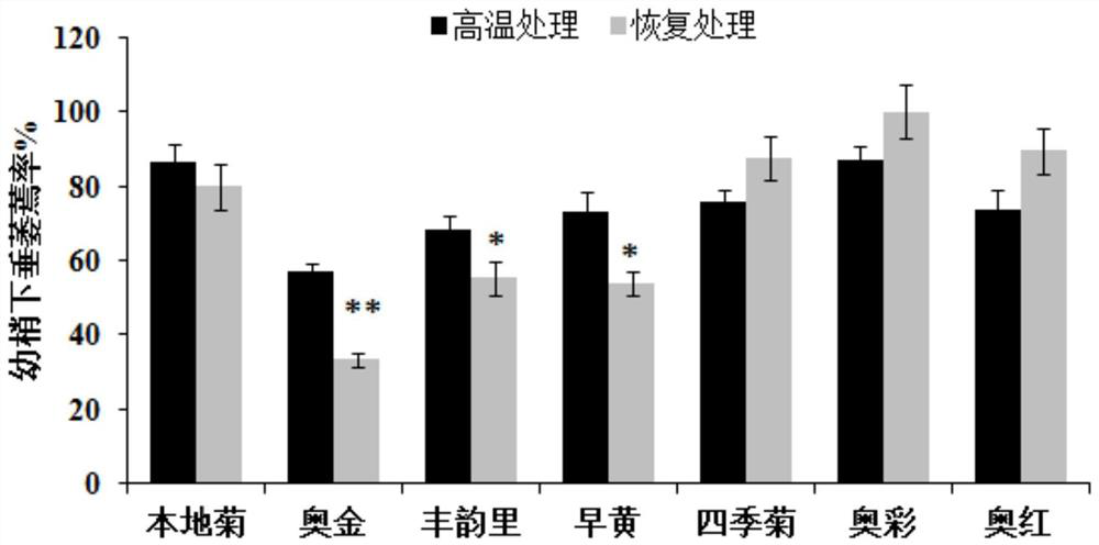 Screening method of heat-resistant chrysanthemum