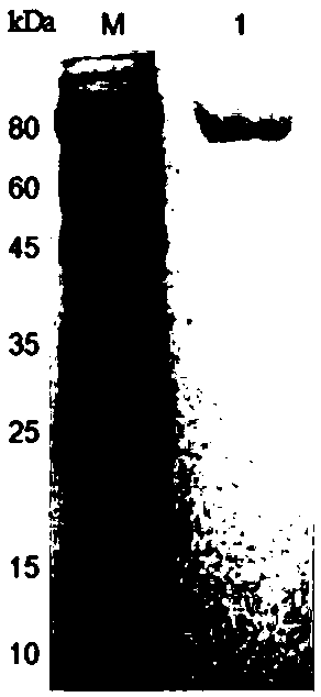 Multi-copper oxidase, coding gene thereof, recombinant vector, recombinant strain and application