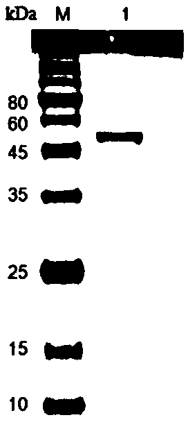 Multi-copper oxidase, coding gene thereof, recombinant vector, recombinant strain and application