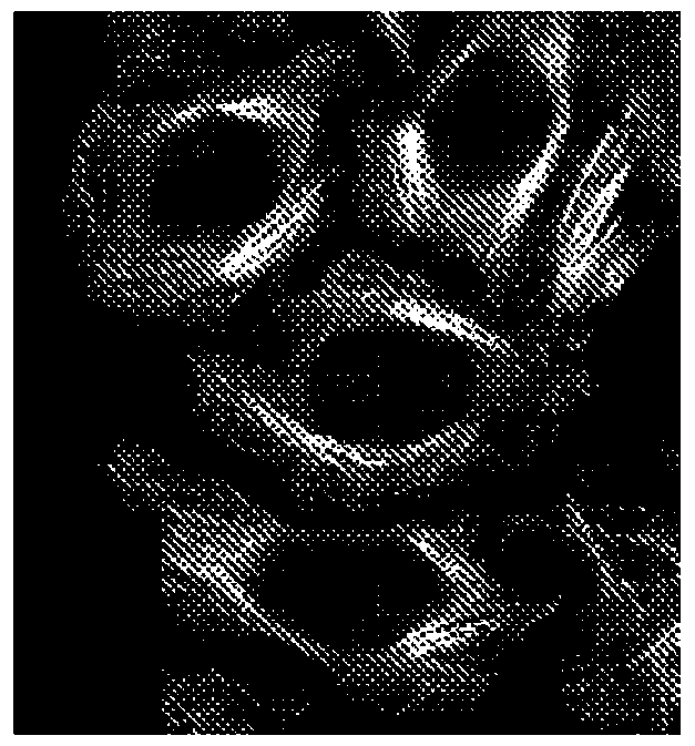 Taccalonolide microtubule stabilizers