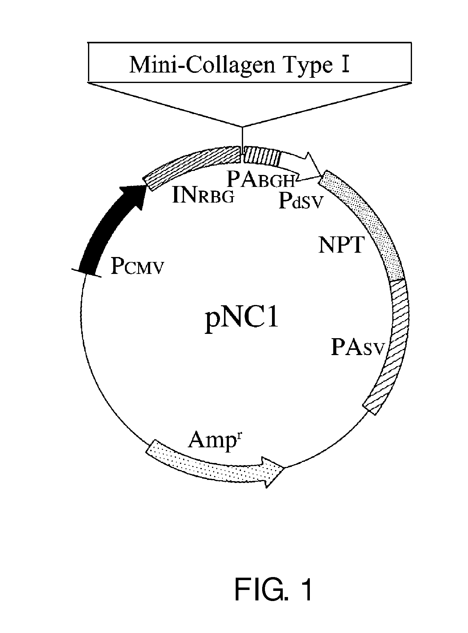 Protein substance having triple helix structure and manufacturing method therefor