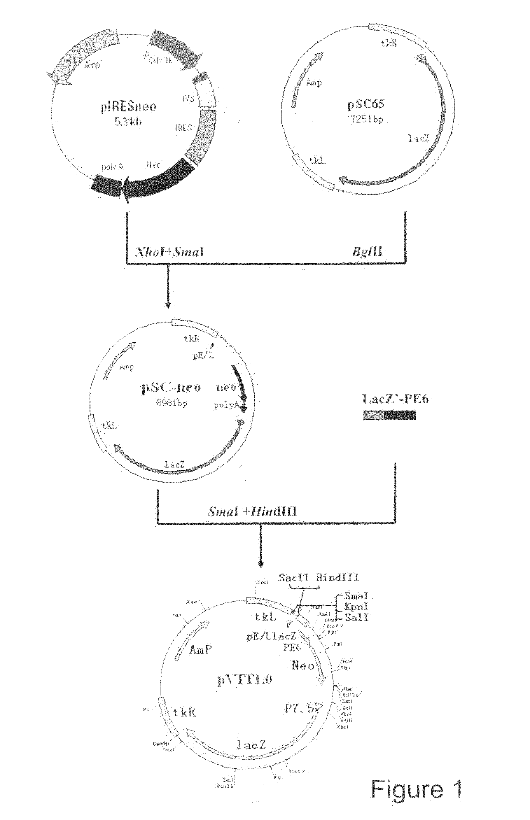 AIDS Vaccine Based on Replicative Vaccinia Virus Vector