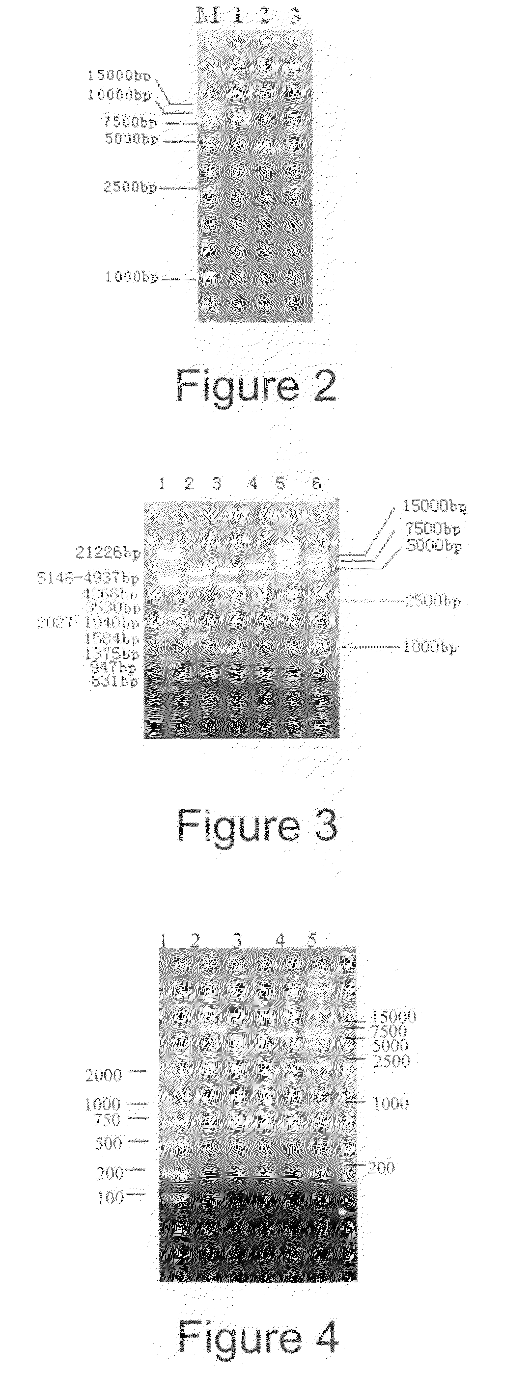 AIDS Vaccine Based on Replicative Vaccinia Virus Vector