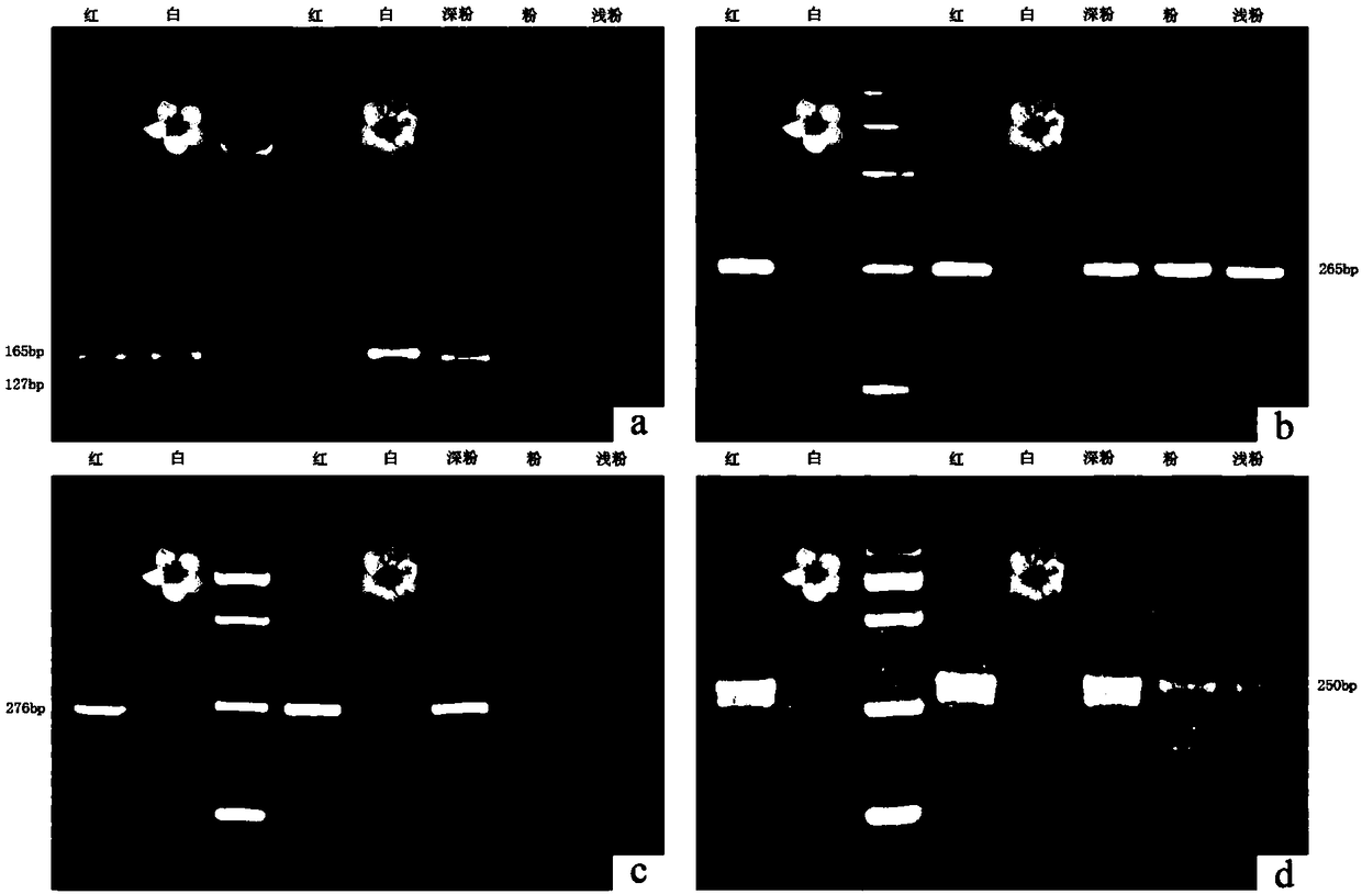 SSR molecular marker primer for identifying flower color traits of pink-flowered strawberries and application