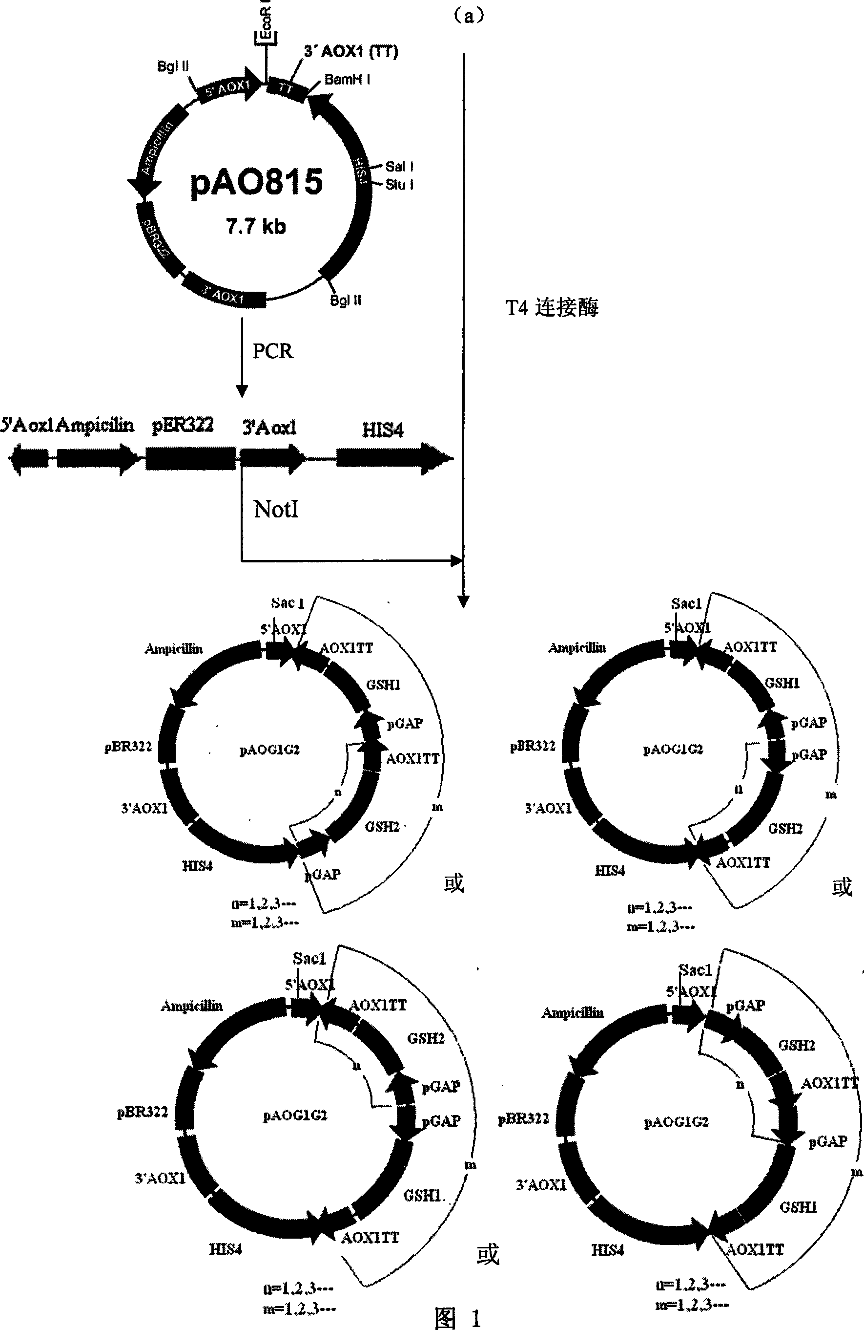 Glutathione produced bacterial strain and construction method thereof