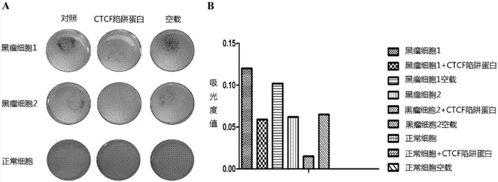 Application of CTCF snare protein in preparation of anti-uveal melanoma medicine