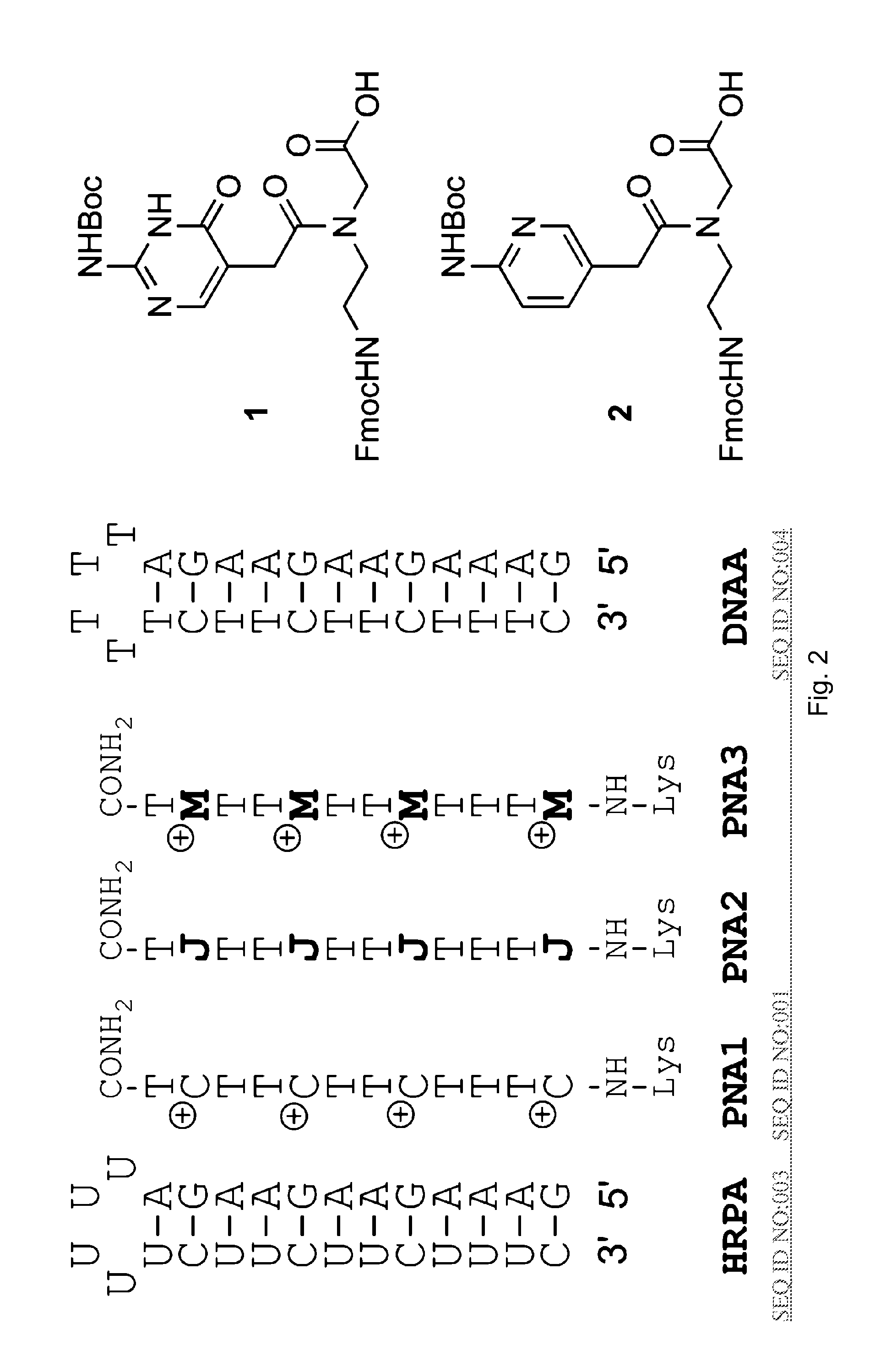 Compositions and methods for recognition of RNA using triple helical peptide nucleic acids