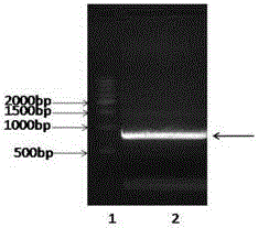 Human procalcitonin colloidal gold quantitative detection card