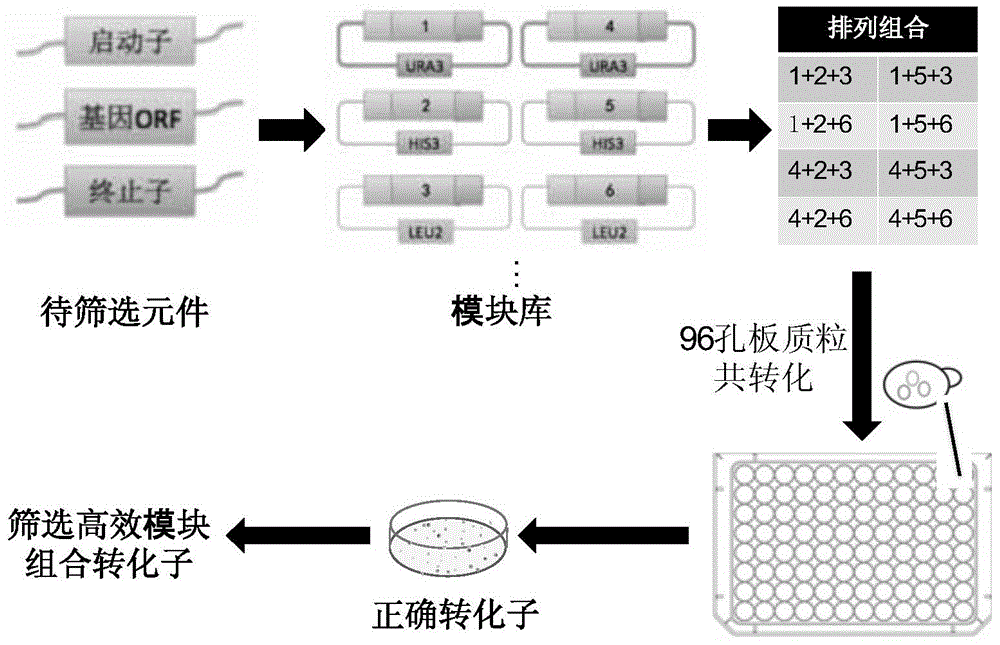 Saccharomyces cerevisiae module co-transformation combined screening method