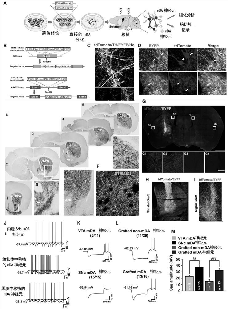 Method for differentiating pluripotent stem cells into midbrain black matter dopaminergic nerve cells