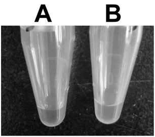 Preparation method of low-temperature-resistant and low-salt cyanobacteria phycobilisosome sample